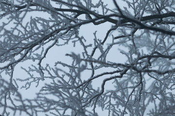 A beautiful tree with branches that are covered in a thick layer of snow and sparkling ice, set against a clear blue sky