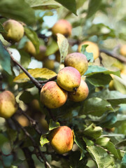 Close up of a branch tree with small apples, harvesting season in the fall