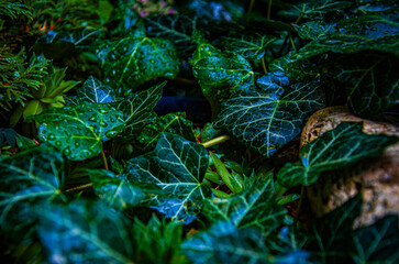 Vibrant Green Ivy Leaves with White Veins on a Light Stone