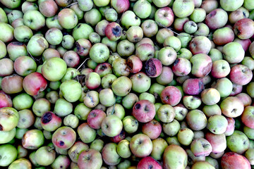 industrial apples ready to transportation to juice factory