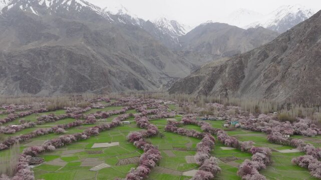 Aerial view of a picturesque village in Pakistan's mountainous region, surrounded by blooming orchards and snow-capped peaks