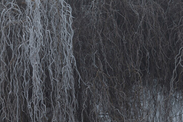 This image features a closeup view of a sturdy tree that is adorned with numerous branches, all blanketed in soft, white snow