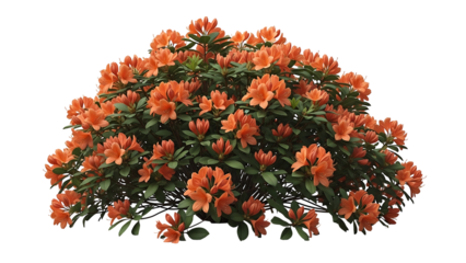 Dense cluster of vibrant orange-peach azaleas (1)