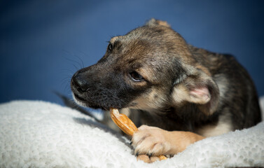 dog chewing a bone