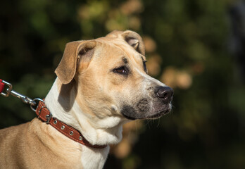 a dog on a walk with a leash and collar