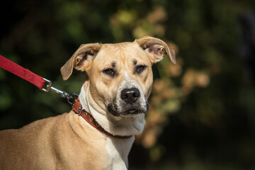 a dog on a walk with a leash and collar