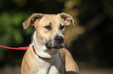 Portrait of a dog on a walk with a leash and collar