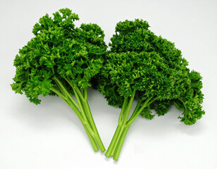 Scientific comparison of flat-leaf and curly parsley varieties for botanical and culinary identification