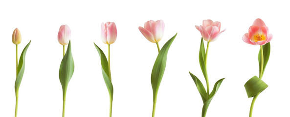 Isolated Pink Tulip Growth Stages From Bud To Bloom On Transparent Background For Design. Concept of Floral Evolution, Spring Nature Beauty, Botanical Design Trends, And Seasonal Inspiration