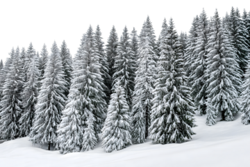 snowy landscape filled with fir trees isolated on white background