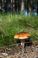 Brown mushroom growing on forest floor among grass and dry pine needles.