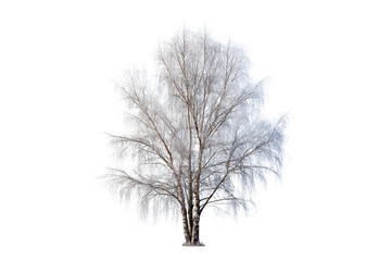 Obraz premium beautiful tree in winter with no leaves isolated on white background
