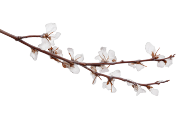 Delicate apricot blossom branch against a backdrop of simplicity isolated on white background