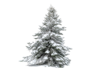 snowy pine tree in a winter scene isolated on white background