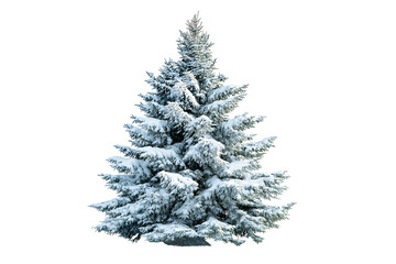 Fototapeta premium majestic evergreen tree covered in snow, evoking winter and seasonal joy isolated on white background