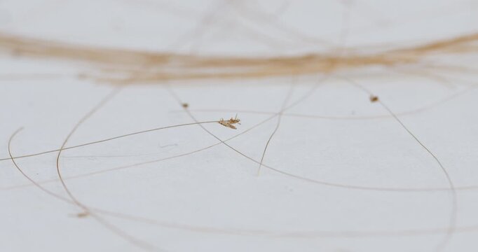 Two Head Lice Fighting on Human Hair with Eggs Visible | 4k, 12 bit braw video available