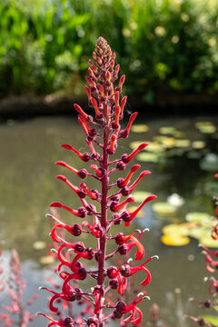 Lobelia tupa devil's tobacco, tubular, bright red flowers native evergreen perennial plant to central Chile