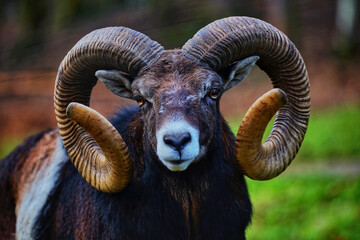 Bighorn sheep Valley of Fire Nevada