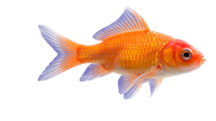 Orange Goldfish with Scales, Glossy Finish on Transparent Background, 3D Realism Design Element