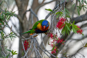 Rainbow Lorikeet in a Calistemon tree