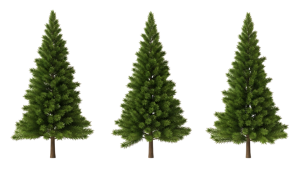 Three realistic Christmas trees, evenly spaced, in a row
