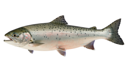 Silver Speckled Trout on Transparent Background, High-Resolution 3D Realism Cutout
