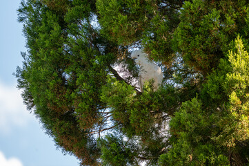 Sulphur-crested Cockatoo in a tree