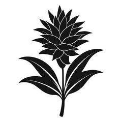 nierenbergia frutenscens silhouette vector isolated on white