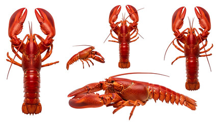 Multiple whole red lobsters in various poses against a black background