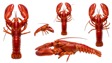 Multiple whole red lobsters in various poses against a black background