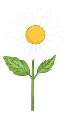 White Daisy Flower with Yellow Center, Transparent Background, Simple Graphic Asset