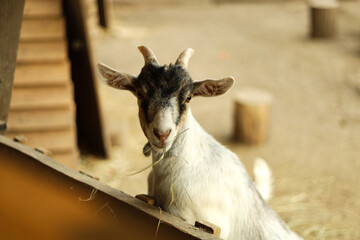 Goat looking out from behind a wooden fence outdoors.