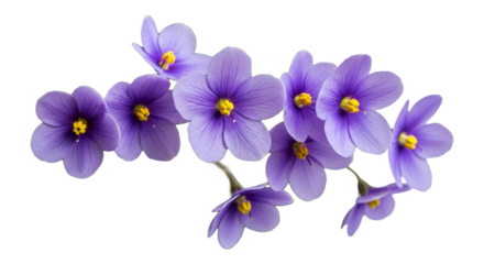 Delicate purple violets isolated on transparent background, showcasing their vibrant color and intricate petal arrangement