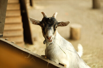 Obraz premium Goat looking out from behind a wooden fence outdoors.