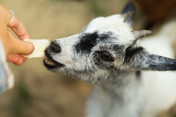 A spotted goat enjoying a crunchy cabbage leaf