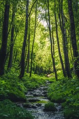 Obraz premium A serene view of a lush green forest with a gentle stream flowing through it, sunlight filters through the trees, creating a peaceful atmosphere perfect for nature lovers.