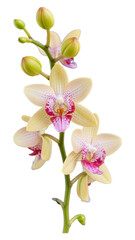 Yellow Orchid Blooms with Pink Accents on Transparent Background, Elegant Botanical Illustration for Web Design