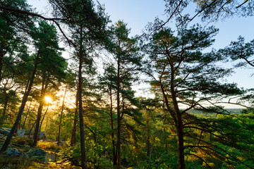 Justice de Noisy hill in the 25 bumps circuit. Trois Pignons forest 
