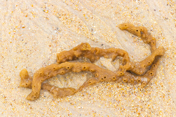 Fossilized tentacles from squid on a tropical beach in Thailand.