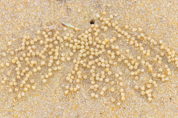 Hole made by crab with balls on tropical beach sand.