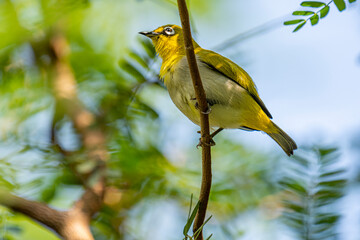 This image captures a vibrant Indian White-eye, a small passerine bird with distinctive white eye-rings and bright yellow-green plumage, perched gracefully on a slender branch.