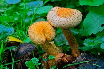 A Unique Pair of Fungi Among Lush and Vibrant Greenery in a Rich Ecosystem Landscape