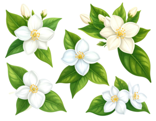 Seven vibrant white jasmine blossoms with green leaves, varying in bloom stages, depicted in a detailed, illustrative style against a black background