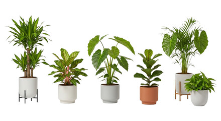 Collection of various potted houseplants isolated on transparent background, adding a touch of green and natural beauty to any interior space