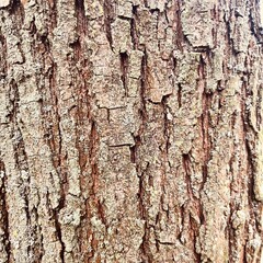 Tree Bark with Lichen – Natural Texture Close-Up