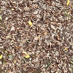 Dry Leaves Texture – Autumn Ground Background
Close-up of dry autumn leaves covering the forest floor. Natural texture with warm seasonal tones, perfect for backgrounds or creative designs.