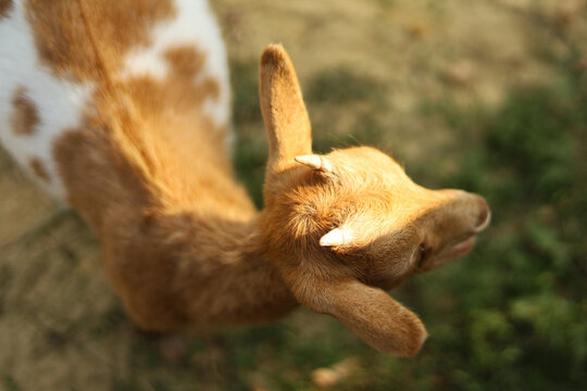 Close-up portrait of a young brown goat in sunlight