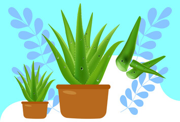 Aloe Vera Concept Illustration Vector Style
