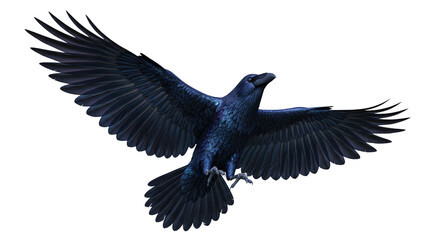 Obraz premium Isolated dark raven in flight with outstretched wings, full view on a plain backdrop