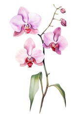 Obraz premium Orchid plant blossom flower.
